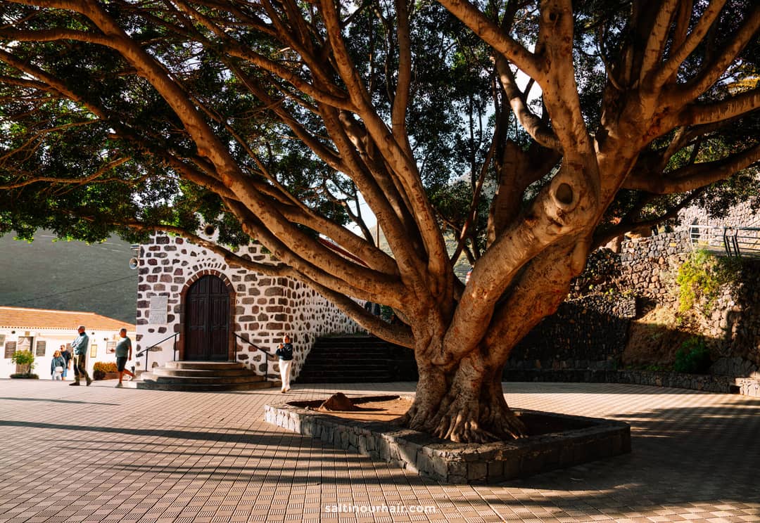 A large tree with wide branches stands in a paved courtyard near a stone building with an arched wooden door in Masca, Tenerife; people stroll in the background.