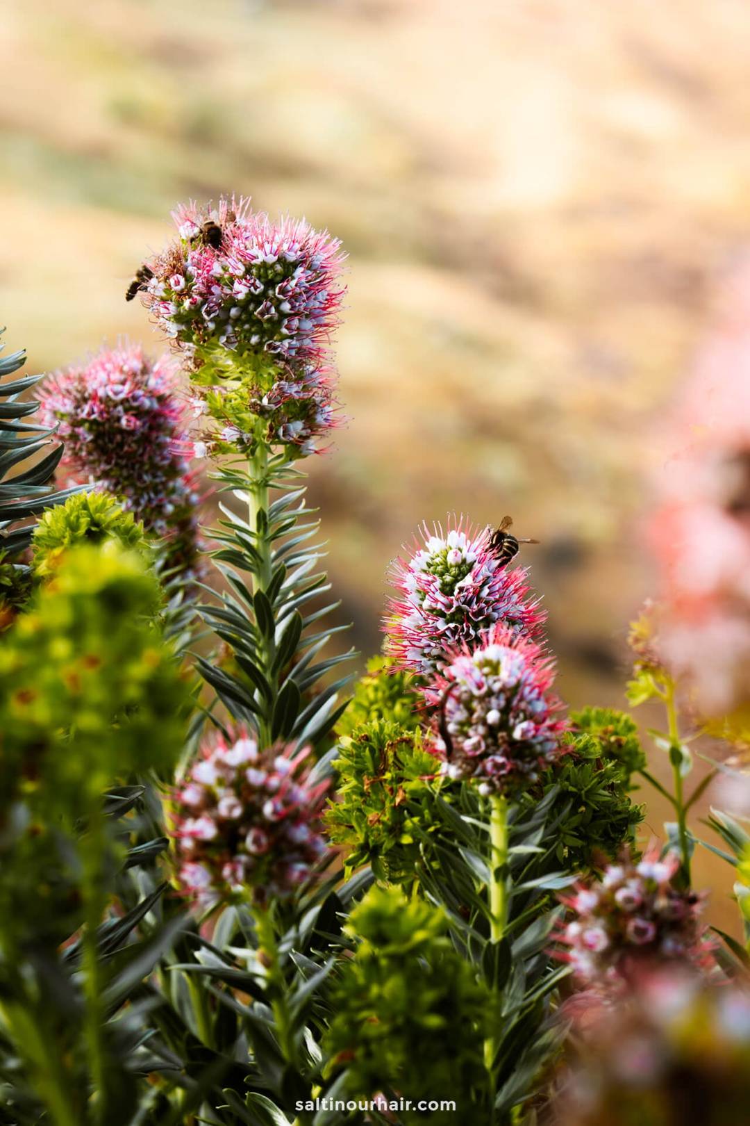 Several bees collect nectar from tall, spiky pink and purple flowers with green leaves, set against a blurred outdoor background&mdash;a charming sight you might enjoy while exploring things to do in Porto Santo.