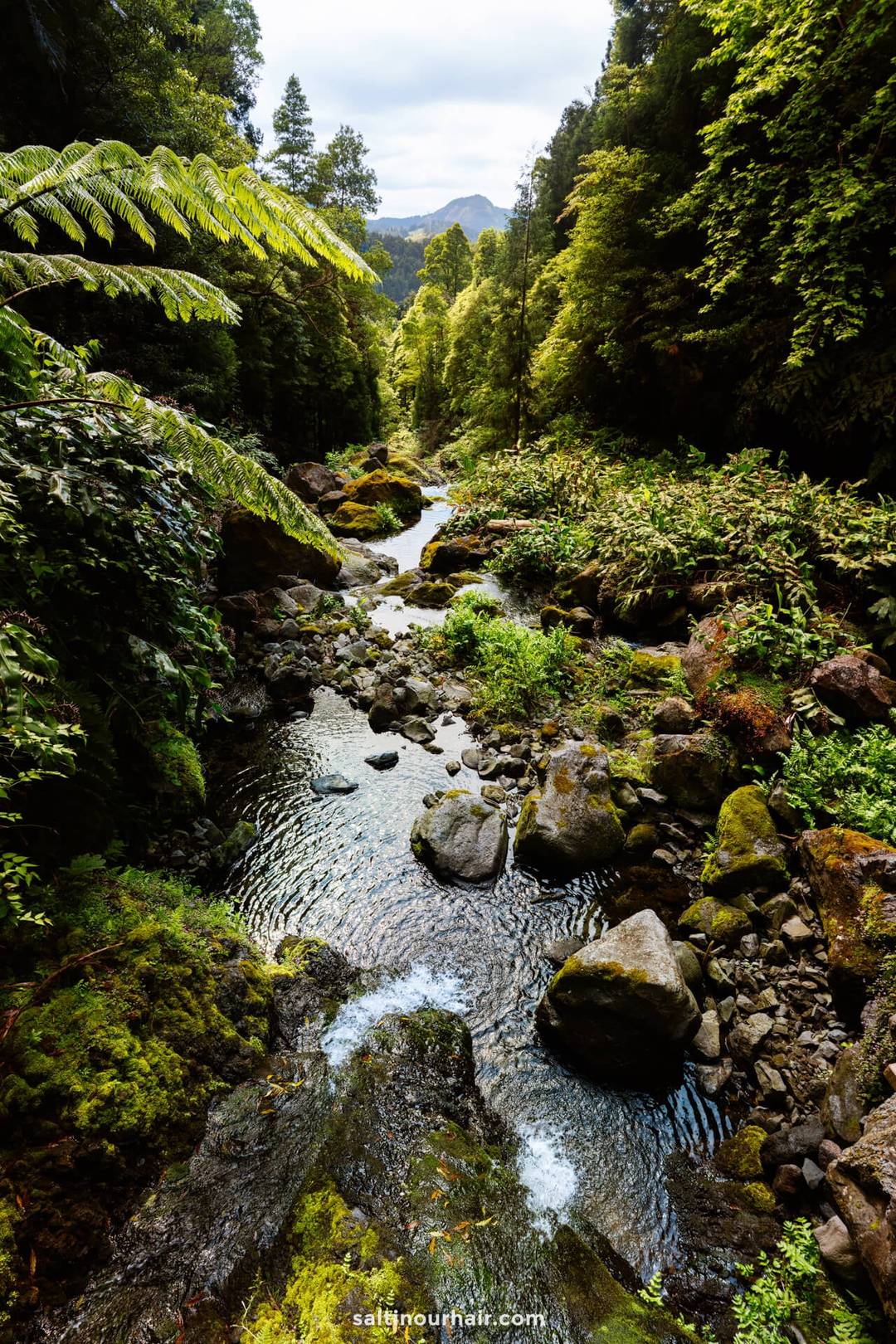 A rocky stream flows through a lush, green forest with dense trees and ferns in Parque da Gren&aacute;&mdash;an ideal stop on any S&atilde;o Miguel azores itinerary.