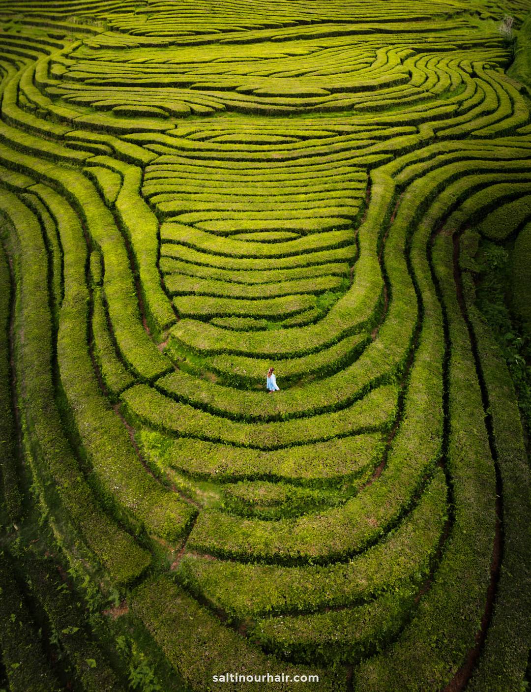 A person in blue stands in the middle of vibrant green terraced tea fields, viewed from above&mdash;a scene reminiscent of the stunning landscapes you&rsquo;ll discover among the top things to do in S&atilde;o Miguel, Azores