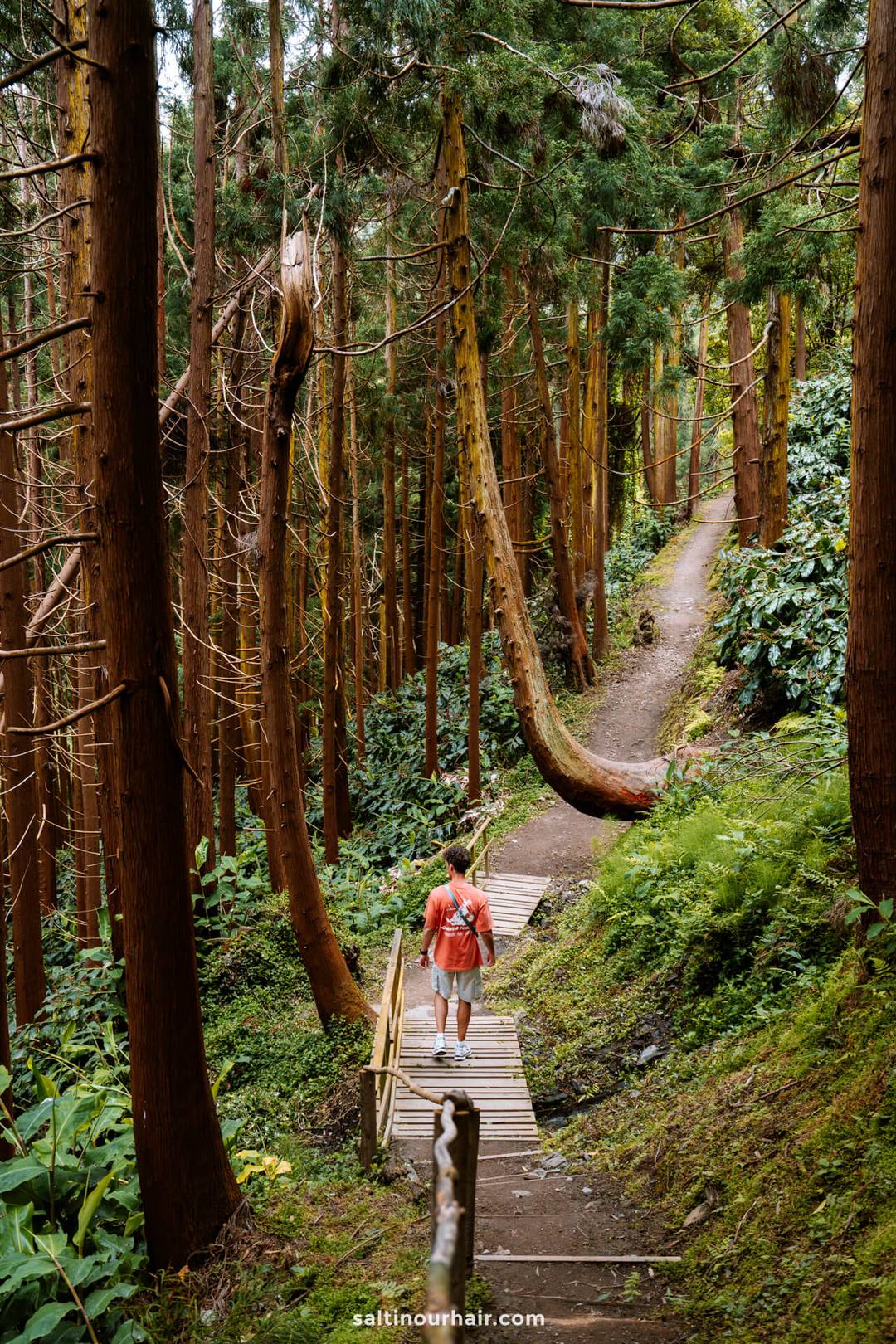 A man walking on a wooden path through a dense forest with tall trees and green foliage&mdash;one of the serene things to do in S&atilde;o Miguel, Azores