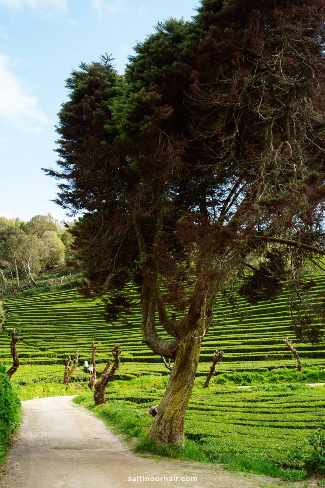 A dirt path curves beside a large tree with twisted branches, surrounded by green terraced fields and forested hills under a blue sky&mdash;a picturesque scene among the many things to do in S&atilde;o Miguel.