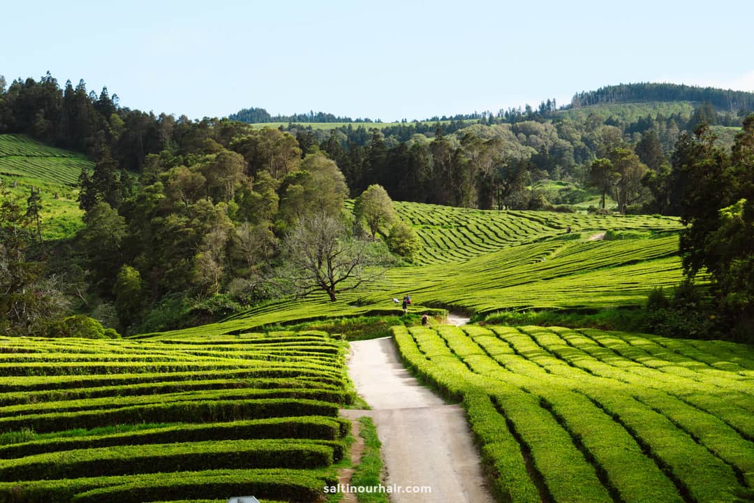 A dirt path winds through neatly arranged green tea plantations with hills and trees in the background under a clear sky&mdash;one of the unique things to do in S&atilde;o Miguel, Azores.
