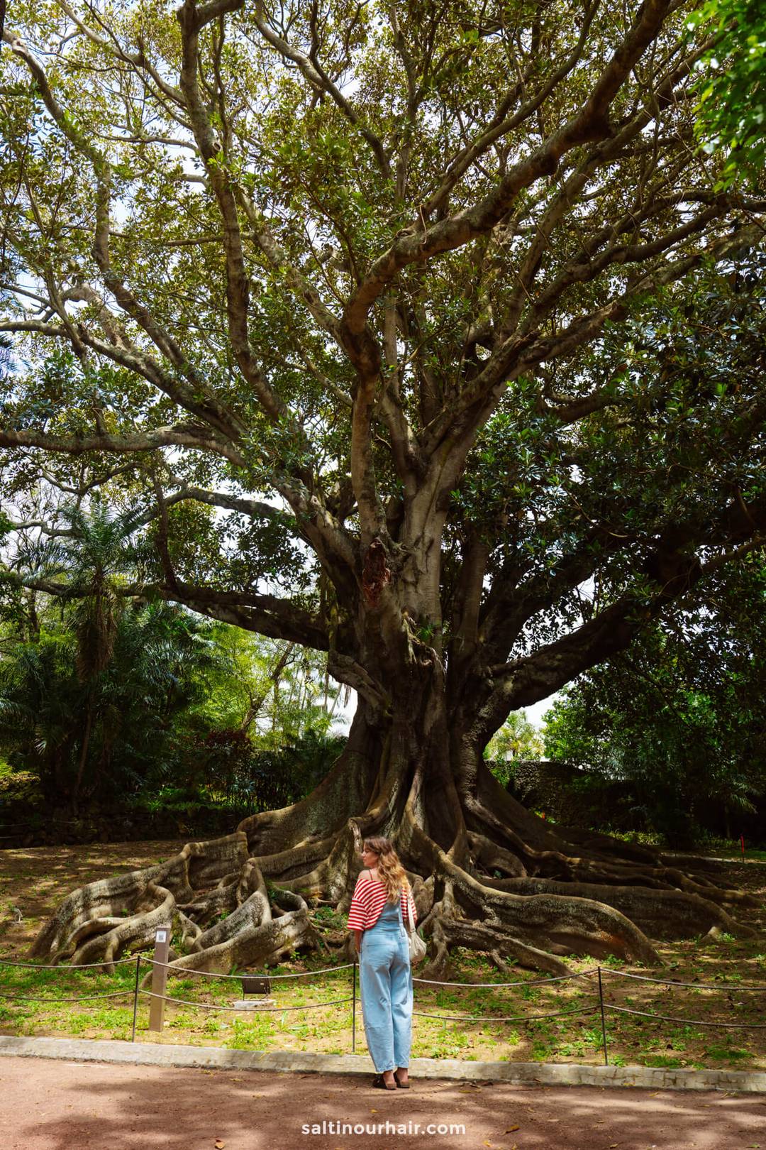 A large, old tree with sprawling roots stands in Jardim Bot&acirc;nico Ant&oacute;nio Borges&mdash;a spot often featured on lists of things to do in S&atilde;o Miguel, Azores&mdash;as a woman in a red-striped shirt and jeans looks up at it.
