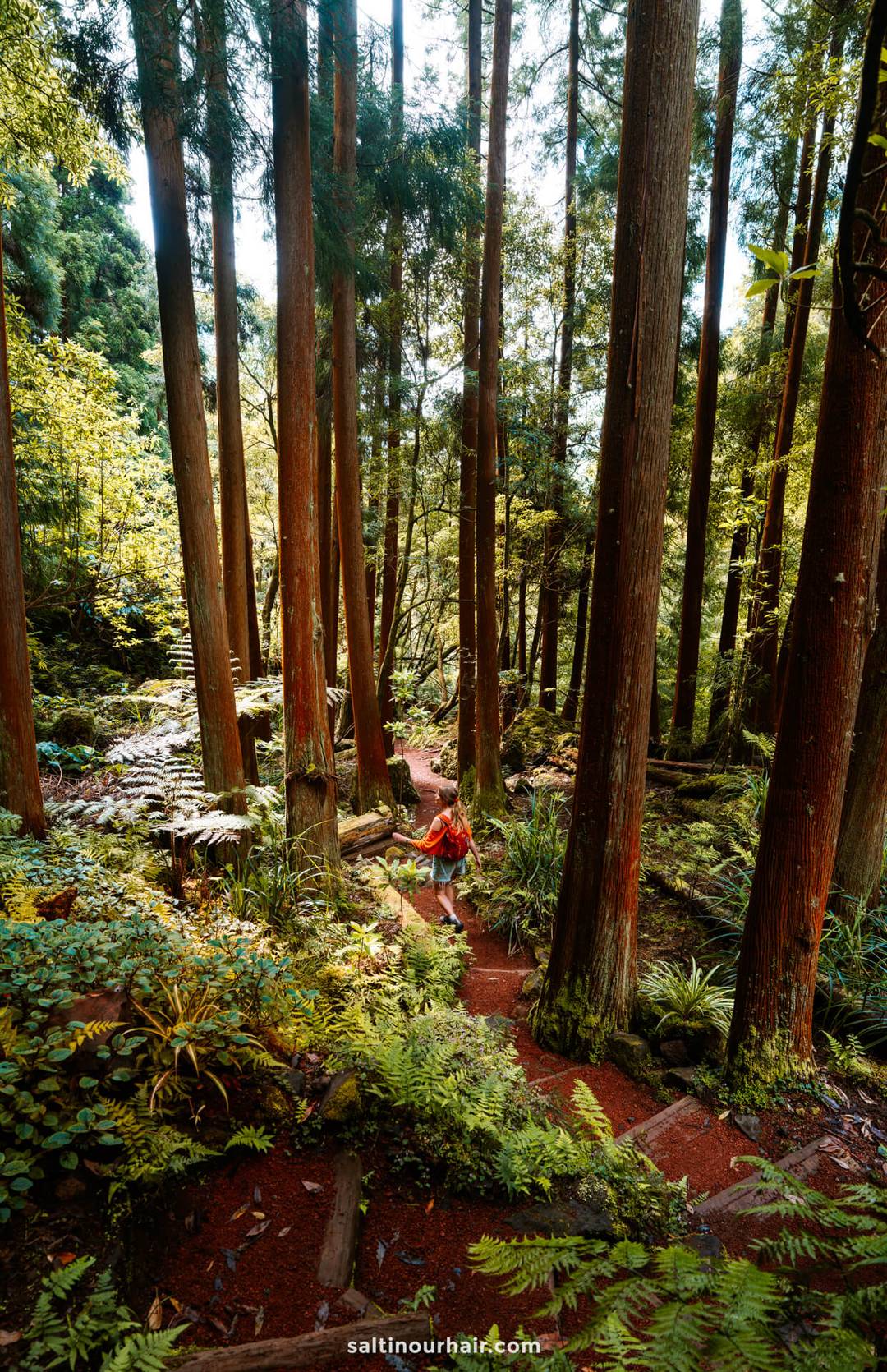 A person in a red outfit walks along a winding dirt path through Parque da Gren&aacute;, one of the best hikes in S&atilde;o Miguel, Azores, surrounded by dense forest with tall trees and lush green foliage.