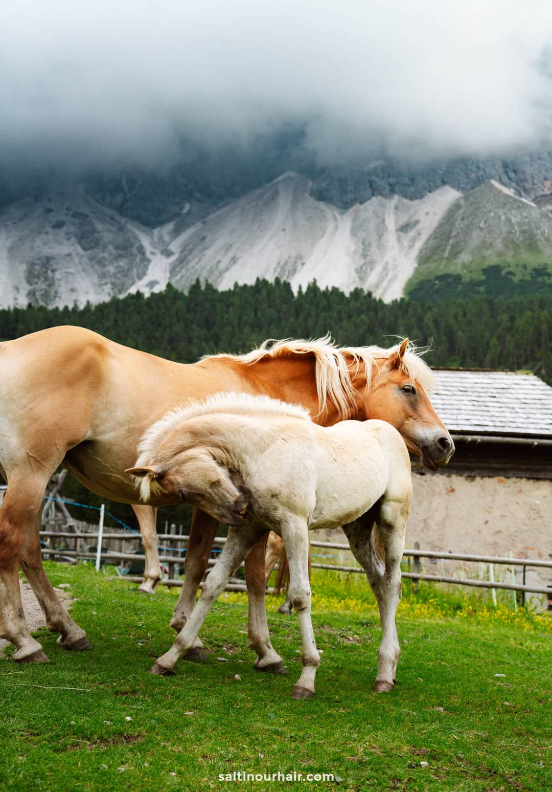 Two light-colored horses stand close together on a grassy field, one nuzzling the other; mountains and a cloudy sky are in the background&mdash;capturing peaceful moments among the many things to do in the Dolomites.