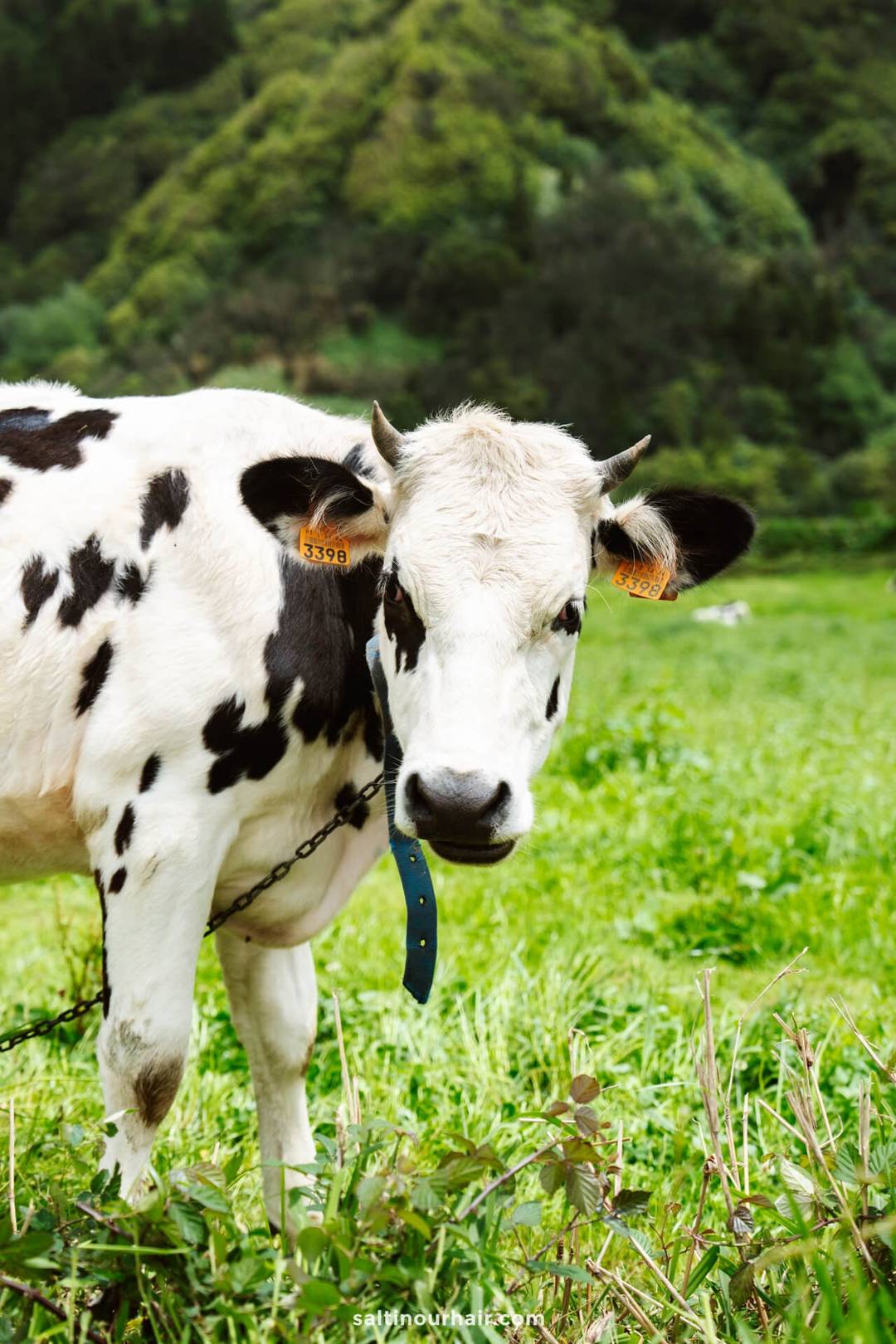 Een zwart-witte koe met oormerken staat in een groen grasveld, met bomen en heuvels op de achtergrond.