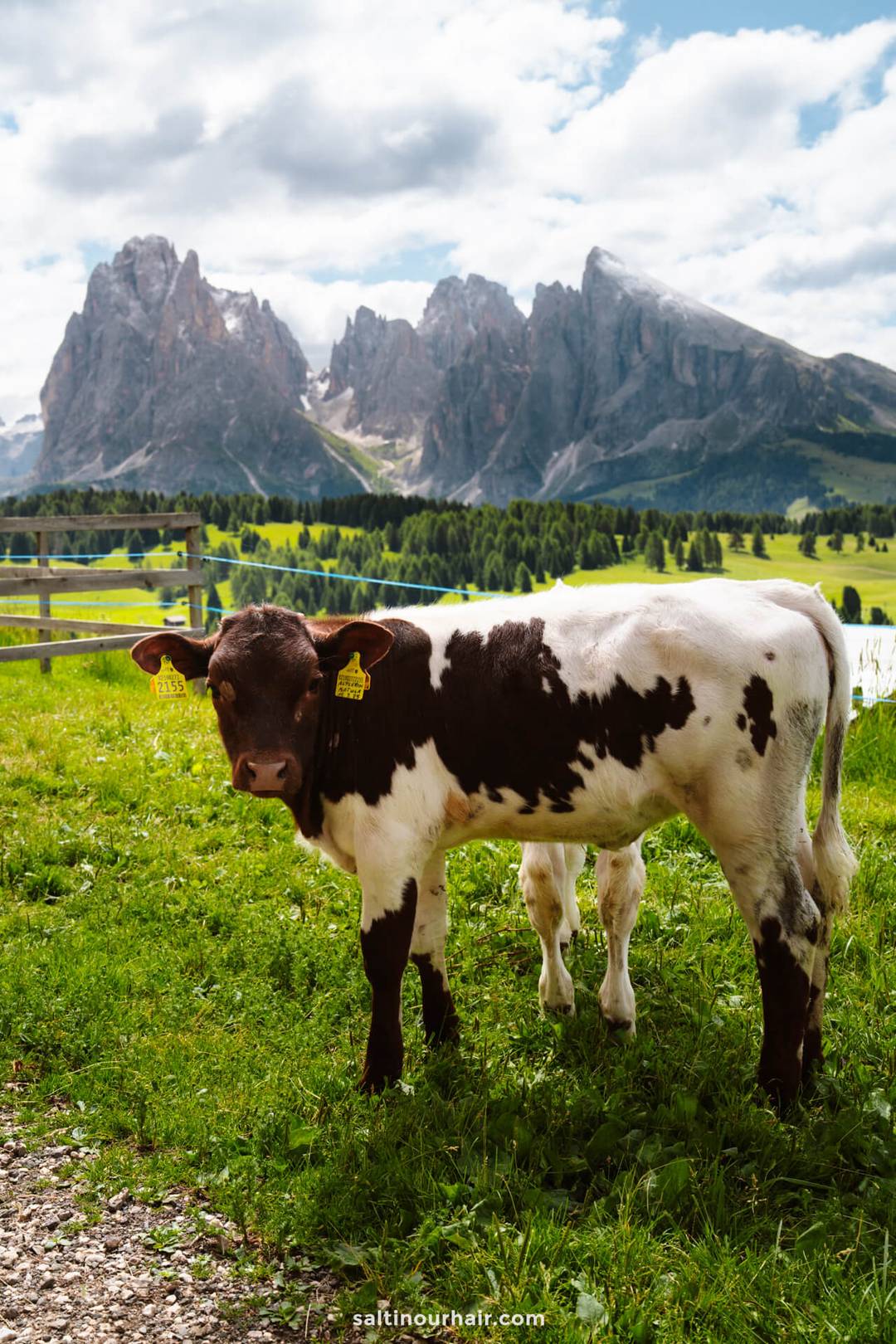 A black and white calf stands on green grass in front of a wooden fence with mountains and pine trees in the background on the scenic Alpe di Siusi, dolomites italy