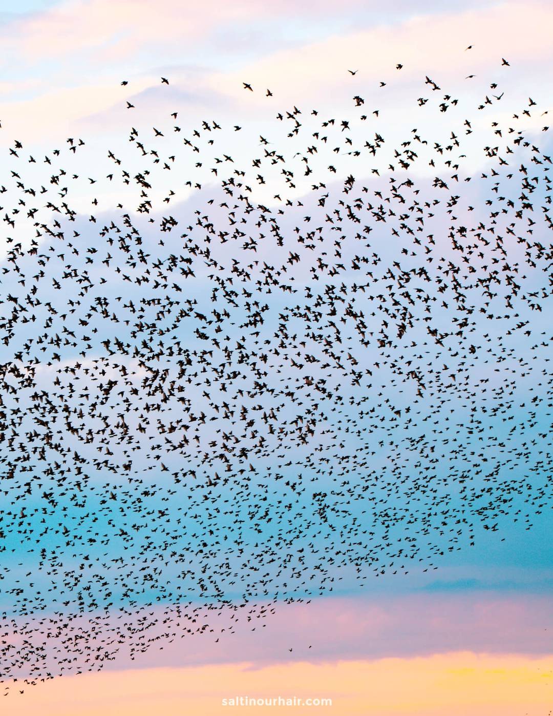 A large flock of birds flies across a colorful sky at sunset, with shades of blue, pink, and orange in the background&mdash;capturing a moment as magical as any view on your Denmark itinerary.