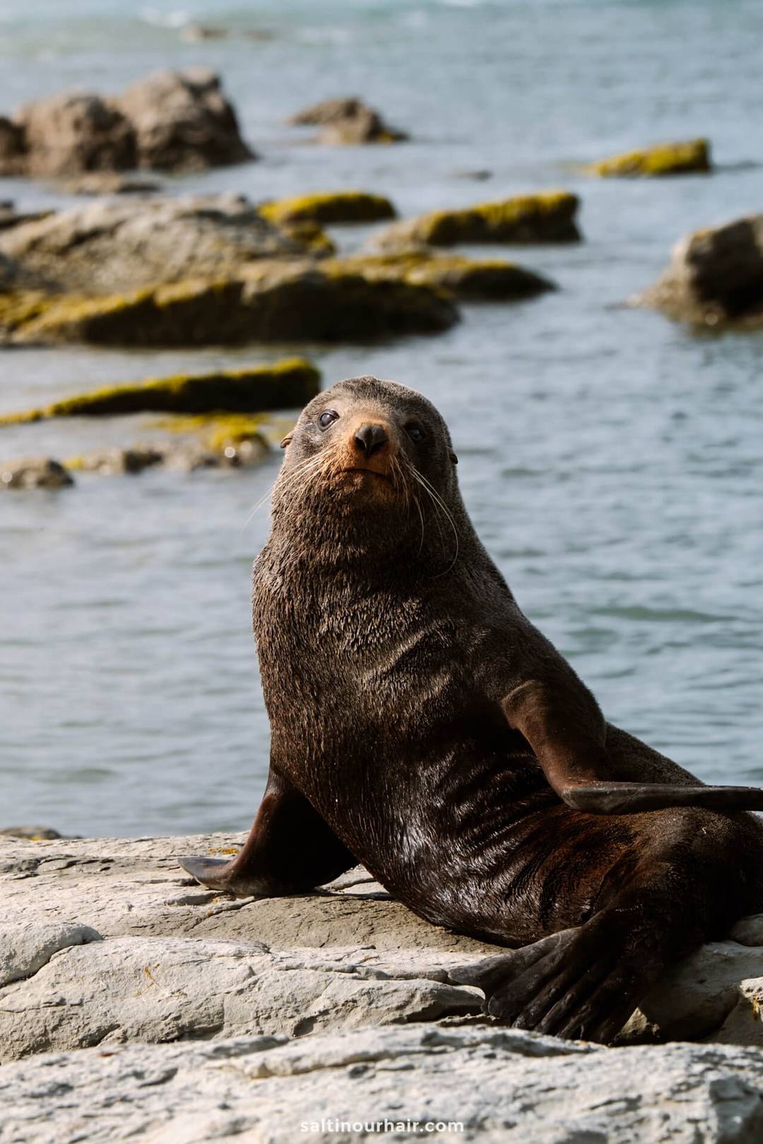 A seal rests on a rocky shore at the Kaikōura Seal Colony, with ocean water and rocks in the background.