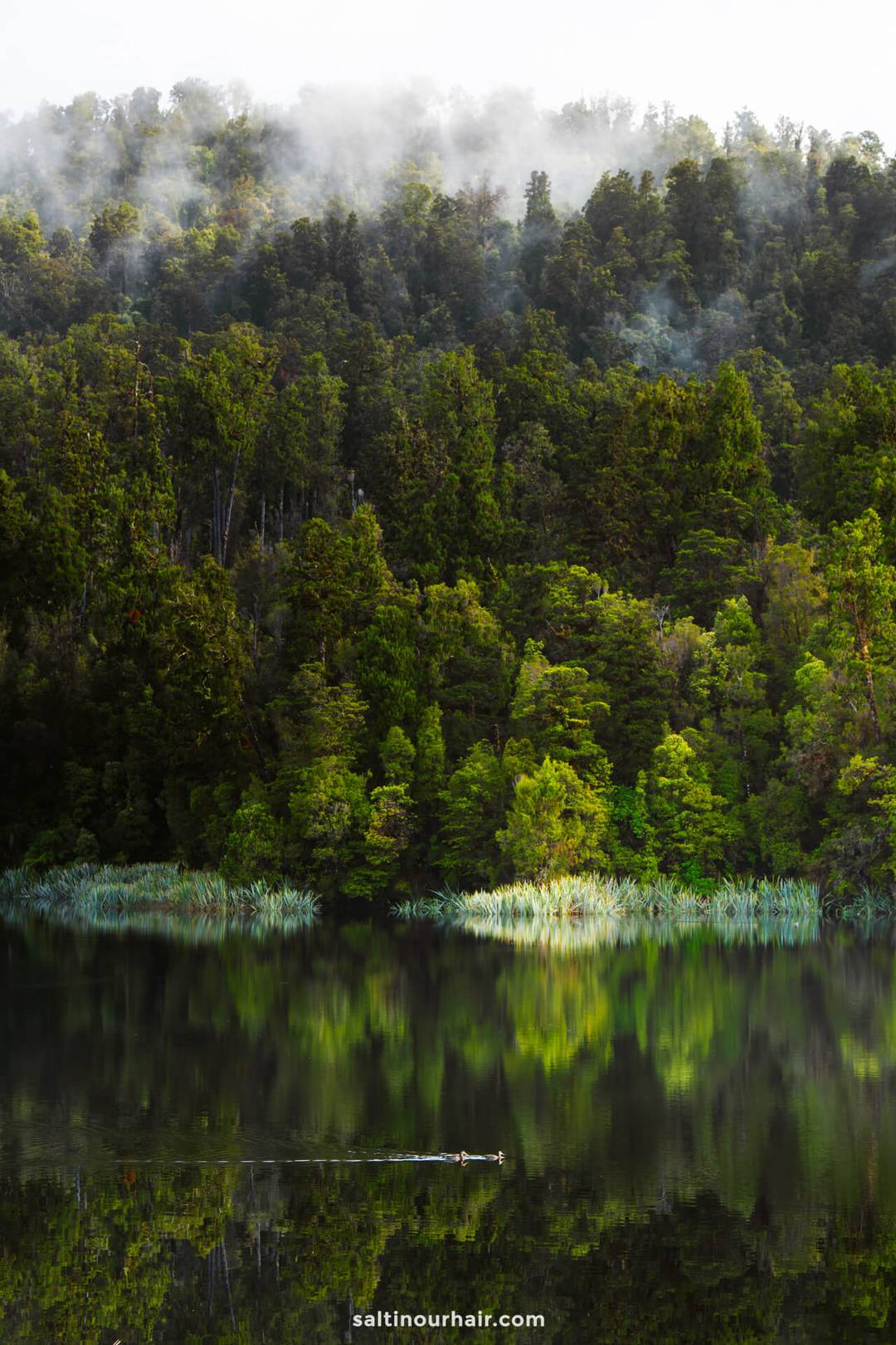 A serene forest with mist over the trees is reflected in the calm lake matheson, with a single bird swimming on the water&mdash;an idyllic scene perfect for a New Zealand South Island itinerary.