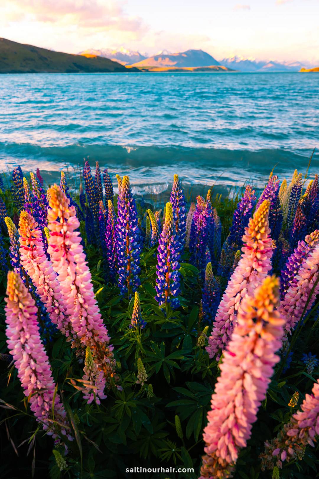 Colorful lupine flowers grow by the shore of a lake with mountains in the background under a partly cloudy sky&mdash;a stunning highlight on any New Zealand South Island itinerary.