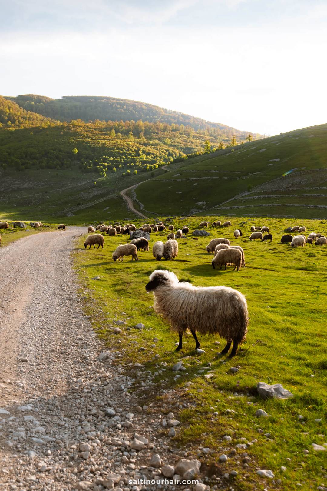 A flock of sheep grazes on a grassy hillside next to a winding dirt road under a partly cloudy sky&mdash;a tranquil scene perfect for any Bosnia itinerary.