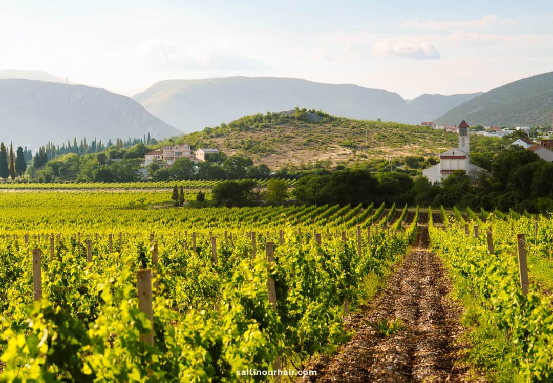 Lush green vineyard rows with wooden posts near Mostar, a small white church and rolling hills in the background.