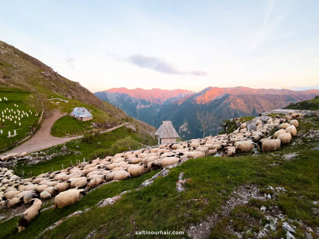 A large flock of sheep grazes on a green hillside near a dirt path and a wooden cabin, with mountains visible in the background at sunset&mdash;a serene scene reminiscent of top Sarajevo things to do for nature lovers.