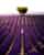 Valensole, Provence: A Guide to the Lavender Village of France