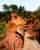 Visit Roussillon and Le Sentier des Ocres (Canyon)