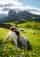 Seiser Alm, Dolomites: Our Top Tips for Visiting Alpe di Siusi