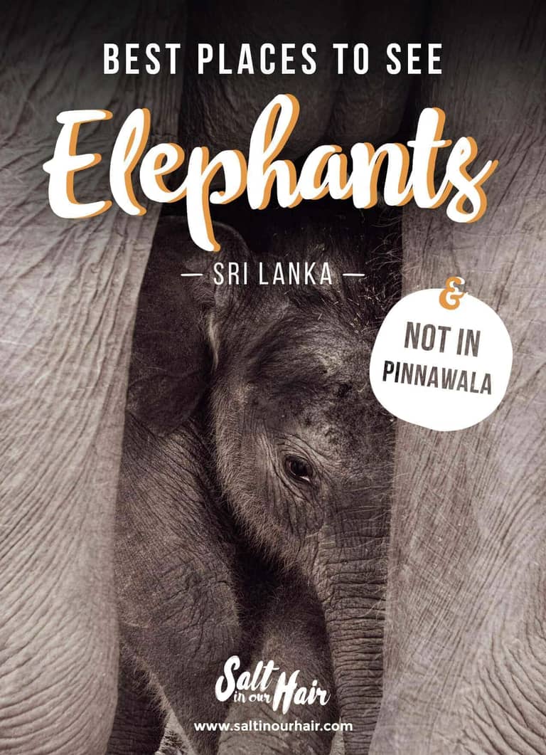 Olifanten Spotten in Sri Lanka: de Beste Plekken (Vermijd Pinnawala!)