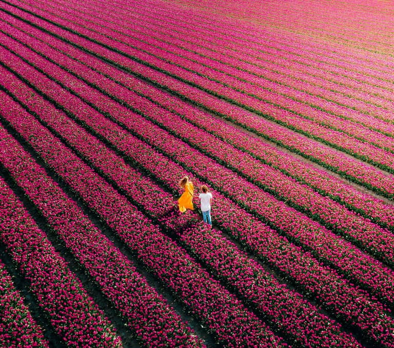 Best Place to see Tulips in the Netherlands Without Tourists