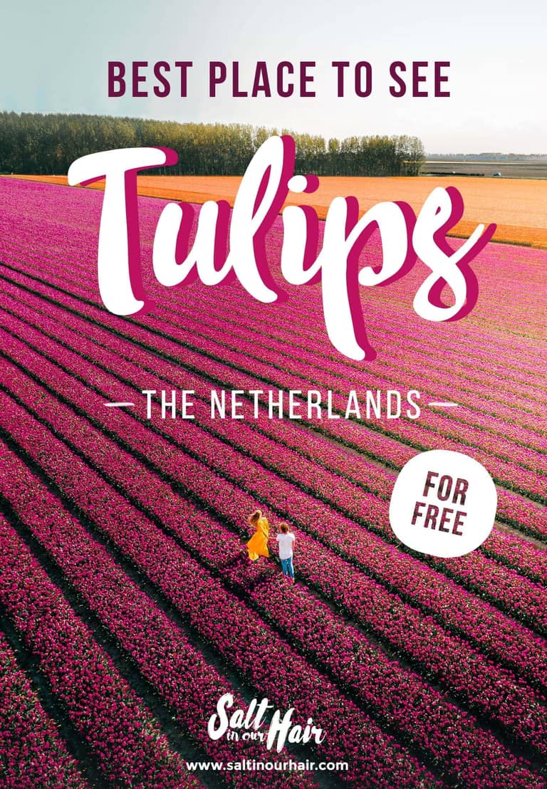 Best Place to see Tulips in the Netherlands Without Tourists