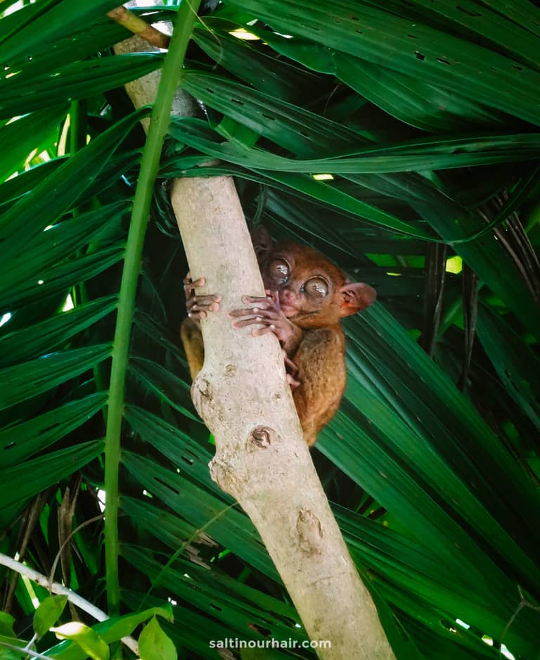 Things to know about Wildlife Tourism (+ better alternatives)