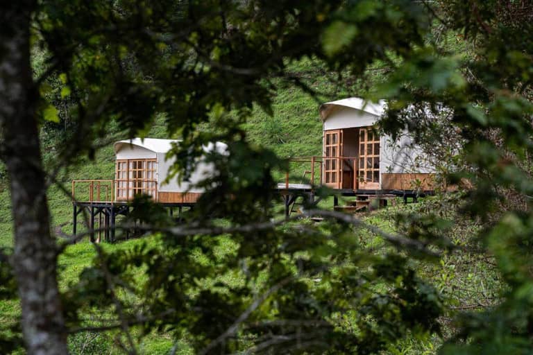 Two elevated glamping tents with wooden decks sit on a grassy hillside at Los Arboles Glamping in Cocora, partially obscured by tree branches in the foreground.