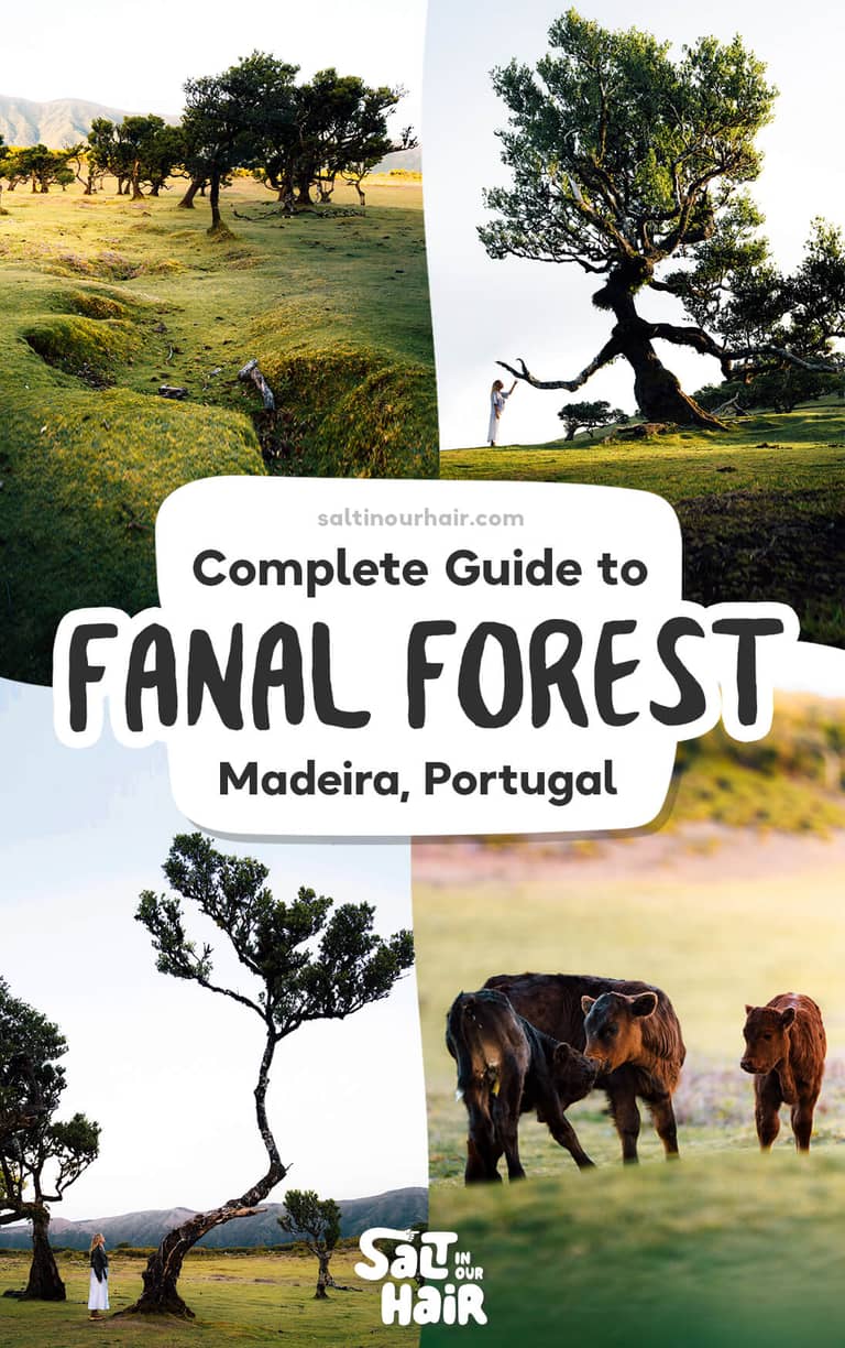 Fanal Forest: Een Complete Gids tot het Laurierbos van Madeira
