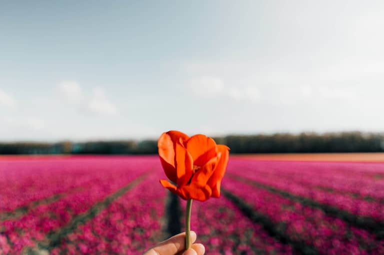 Tulips