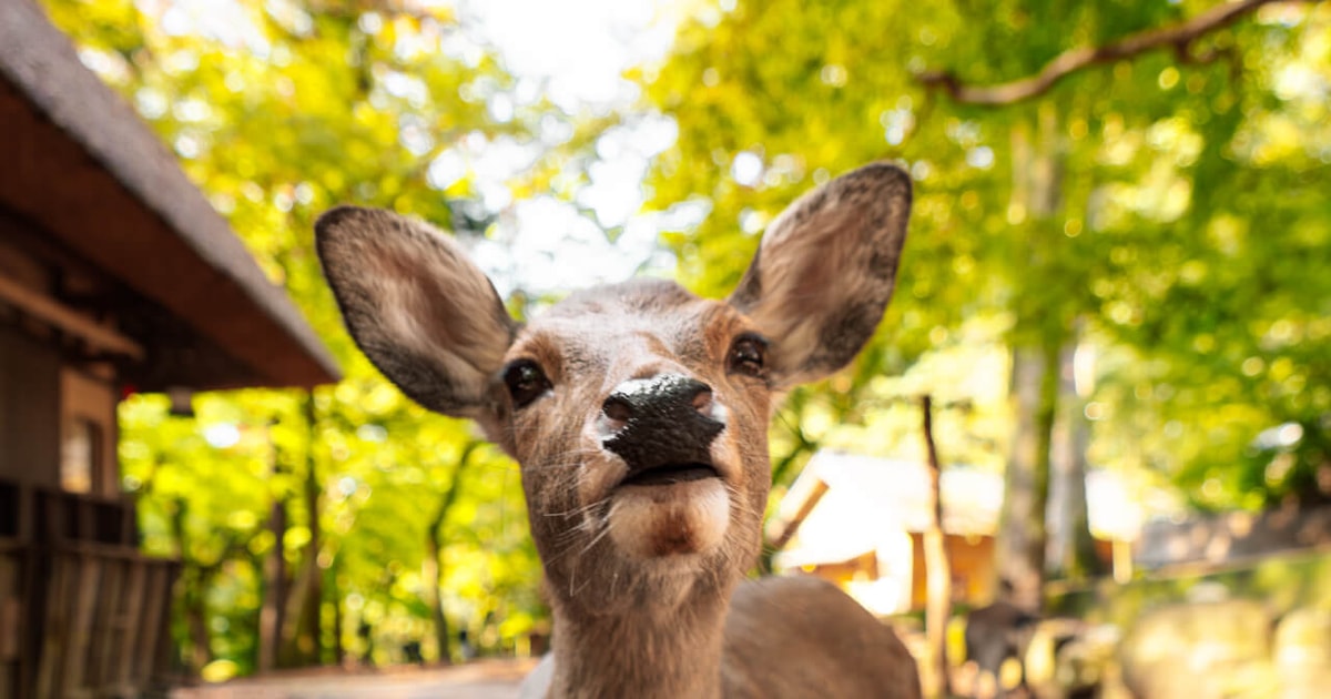 9 Things to do in Nara Park (The Deer of Japan) - Salt in our Hair