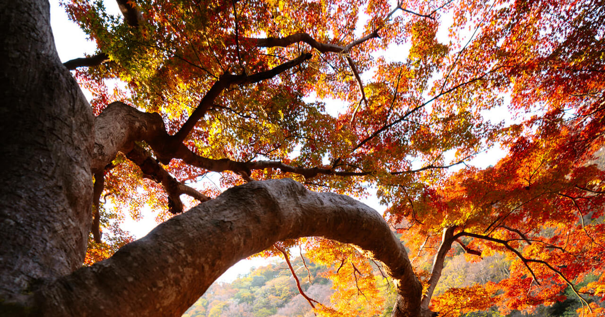 22 Best Things to See and Do in Japan